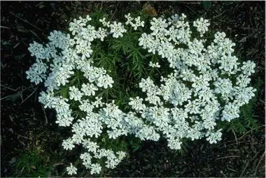 Iberis sempervirens 'Tahoe' (18)ct Flat