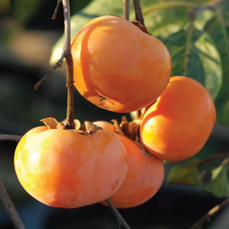 Ichi-Ki-Kei-Jiro Asian Persimmon Tree