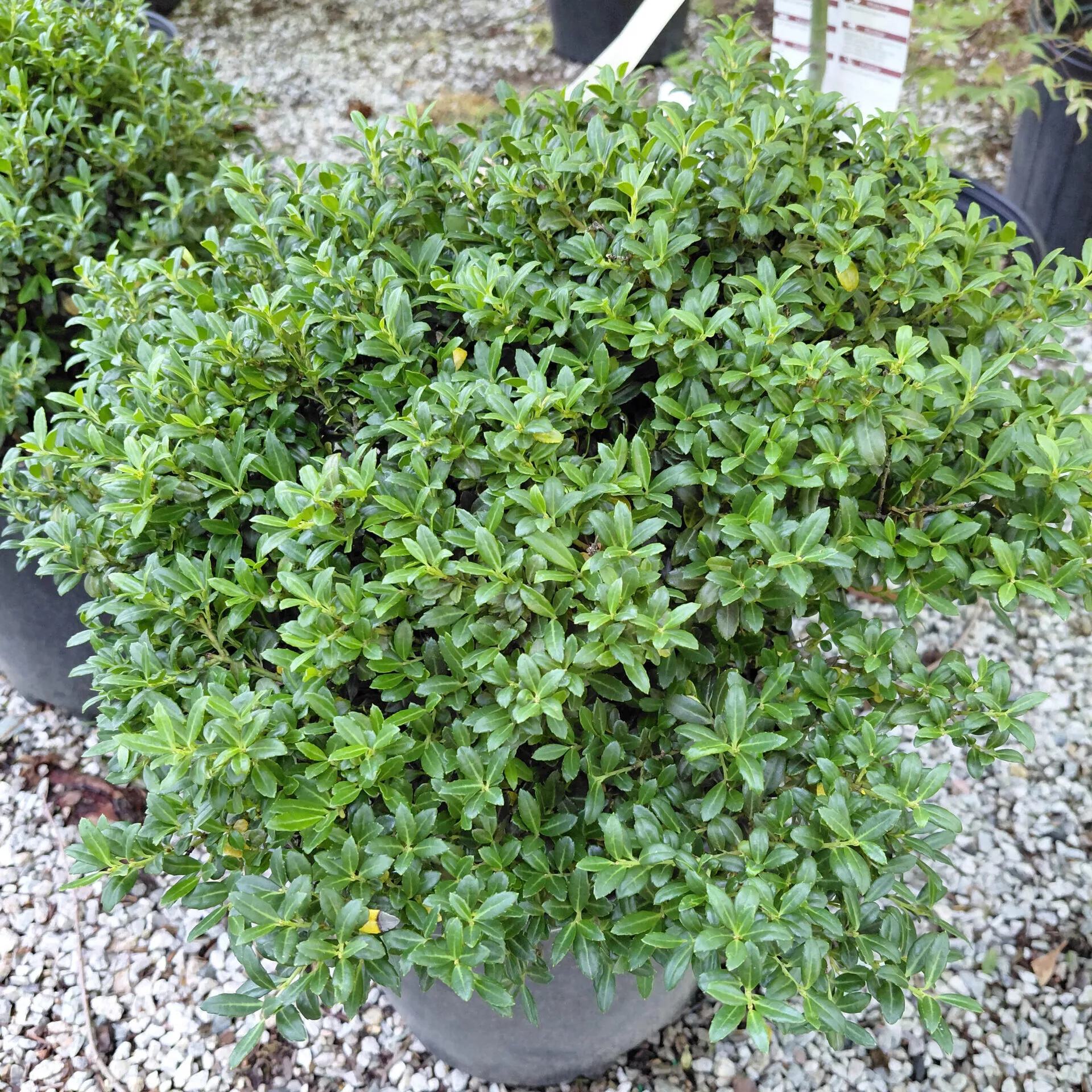 Ilex crenata ‘Soft Touch’