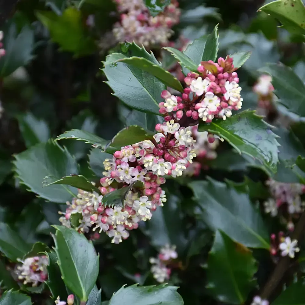 Ilex Holly meservea"Blue Prince"#3 Container