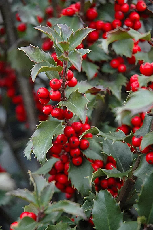 Ilex Holly meservea"Blue Princess"#3 Container