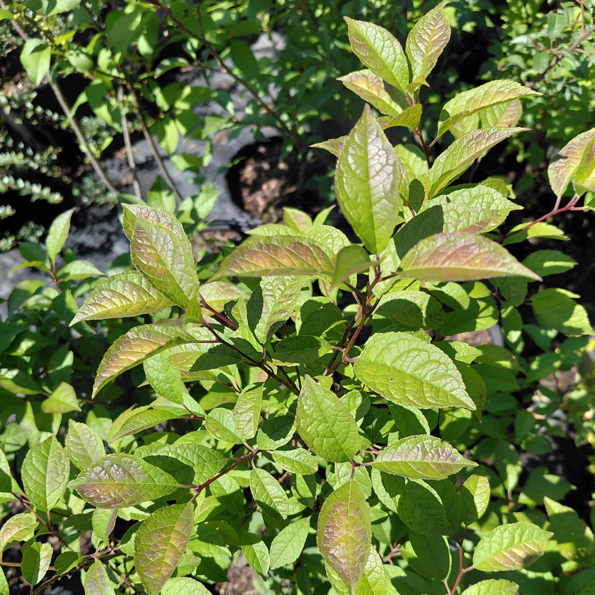 Ilex verticillata ‘Apollo’