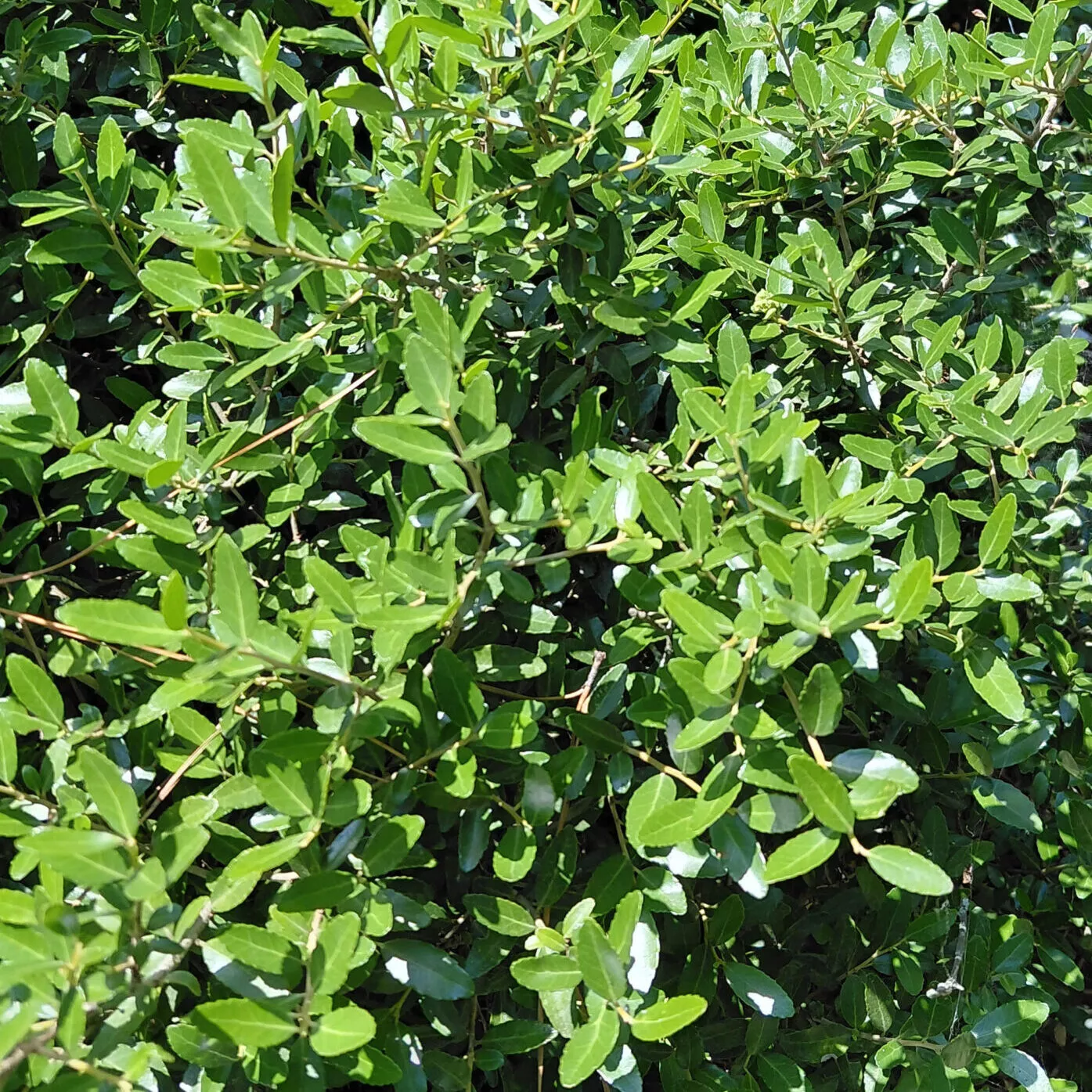 Ilex vomitoria ‘Nana’