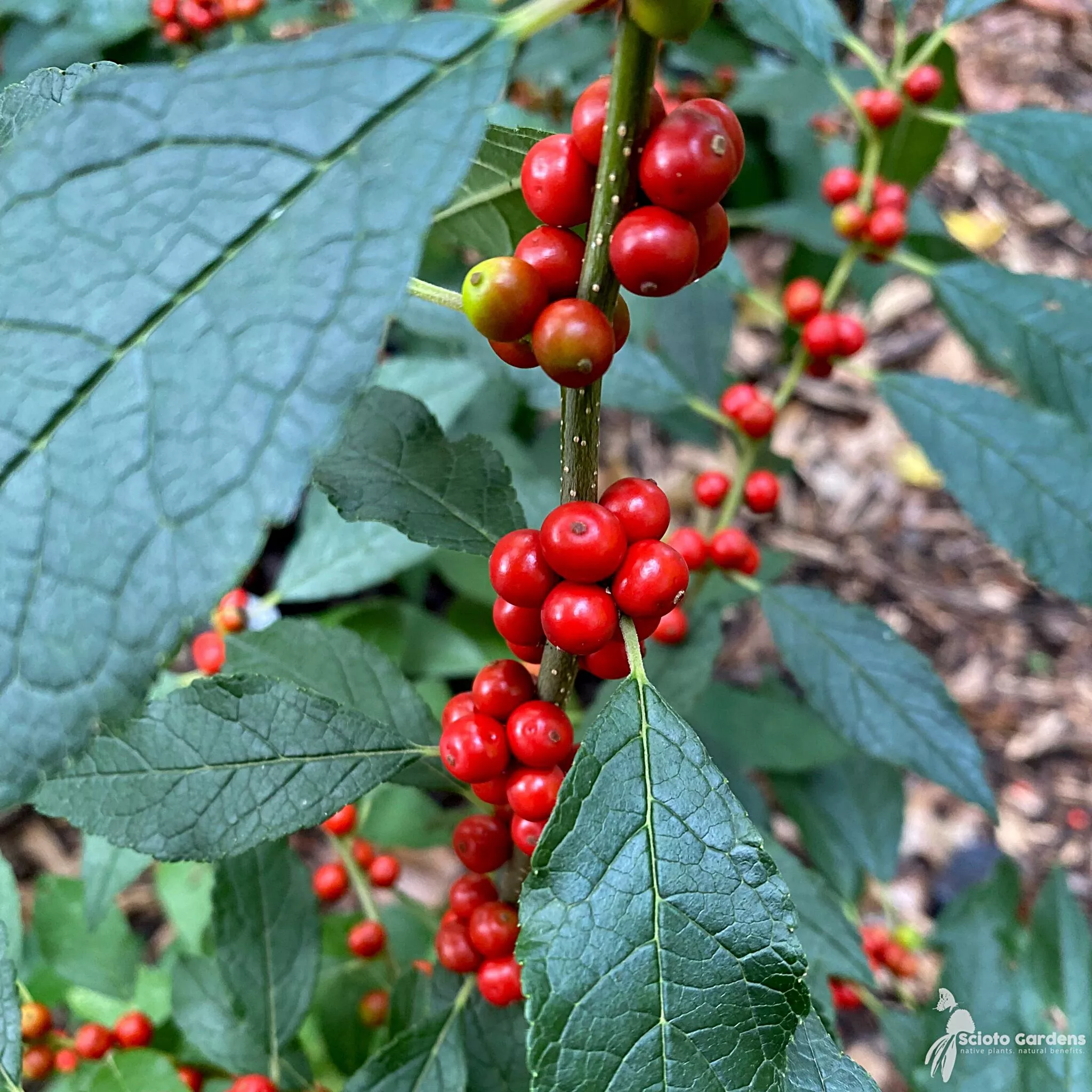 Ilex Winterberryverticilatta"Winter Red" #3 Container