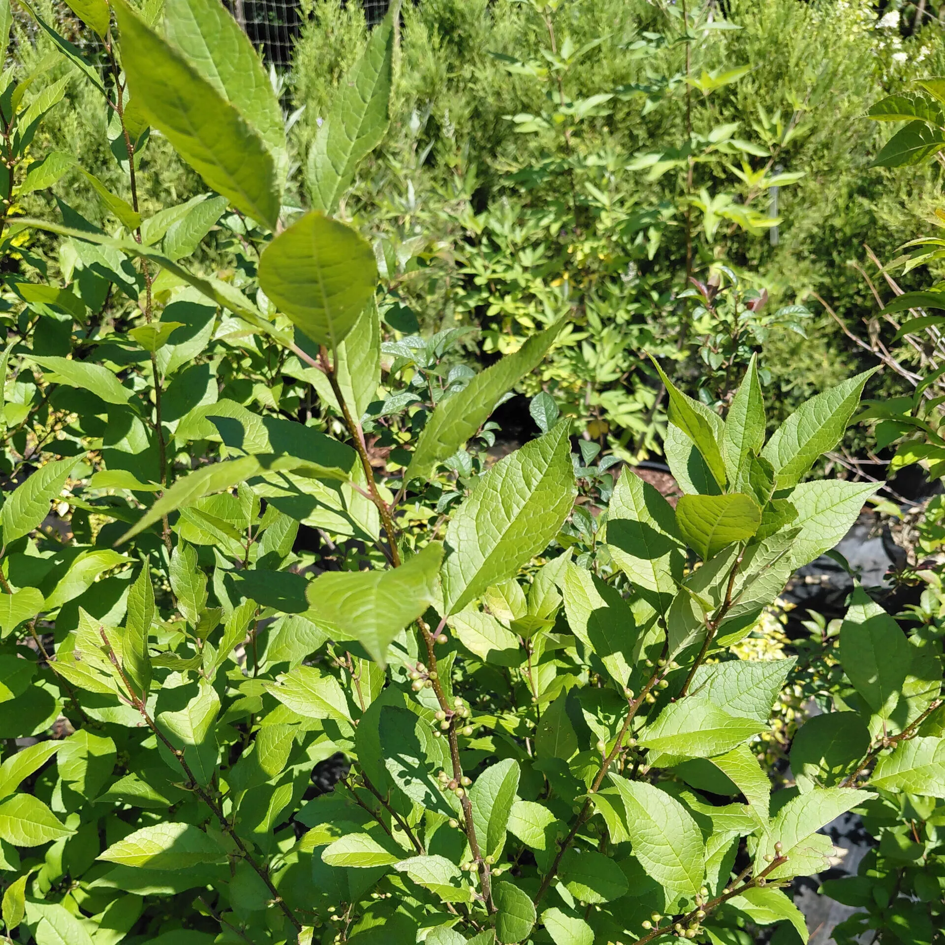 Ilex x ‘Sparkleberry’