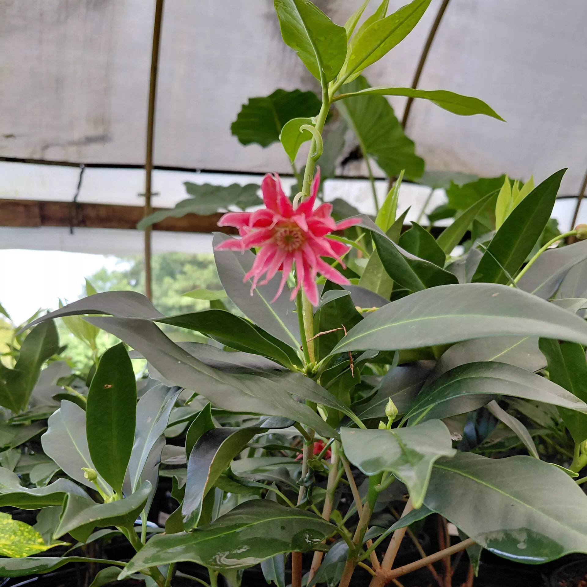 Illicium floridanum ‘Laura Murphy’