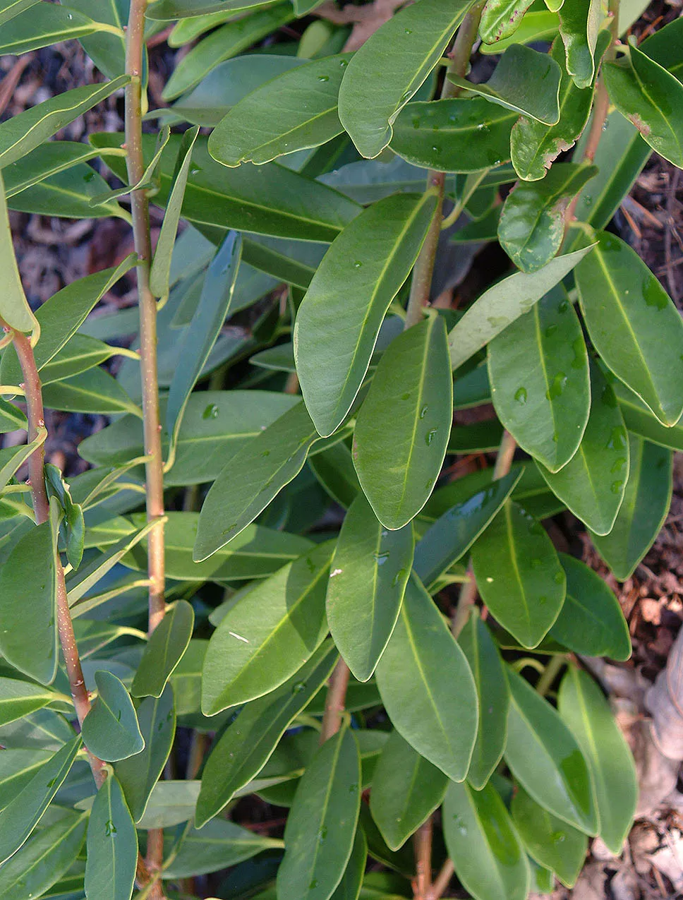 Illicium parviflorum ‘Forest Green’