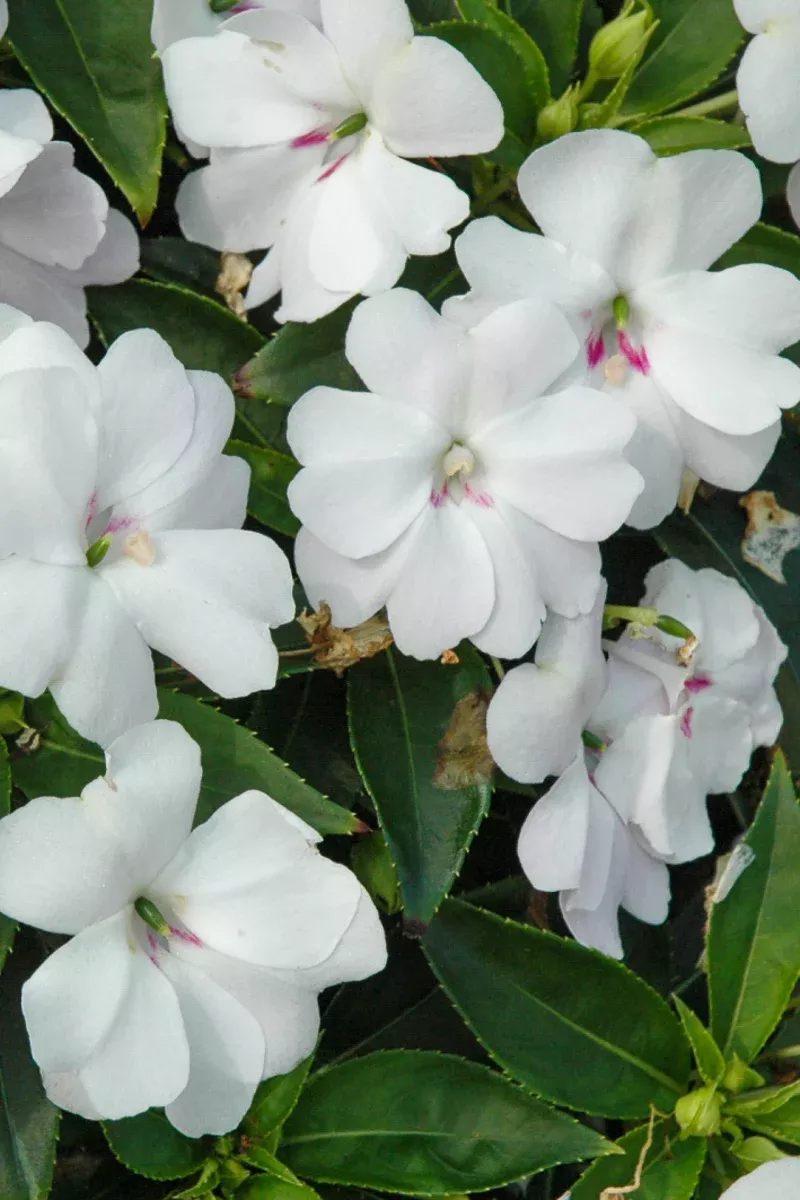 Impatiens, Bounce White