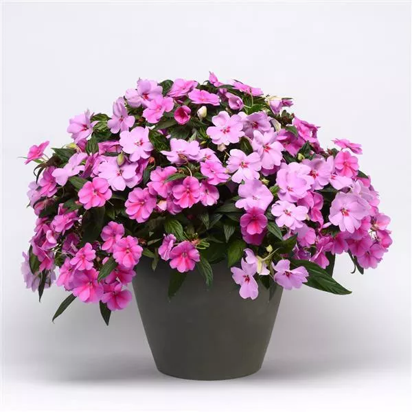 Impatiens New Guinea Bounce Series