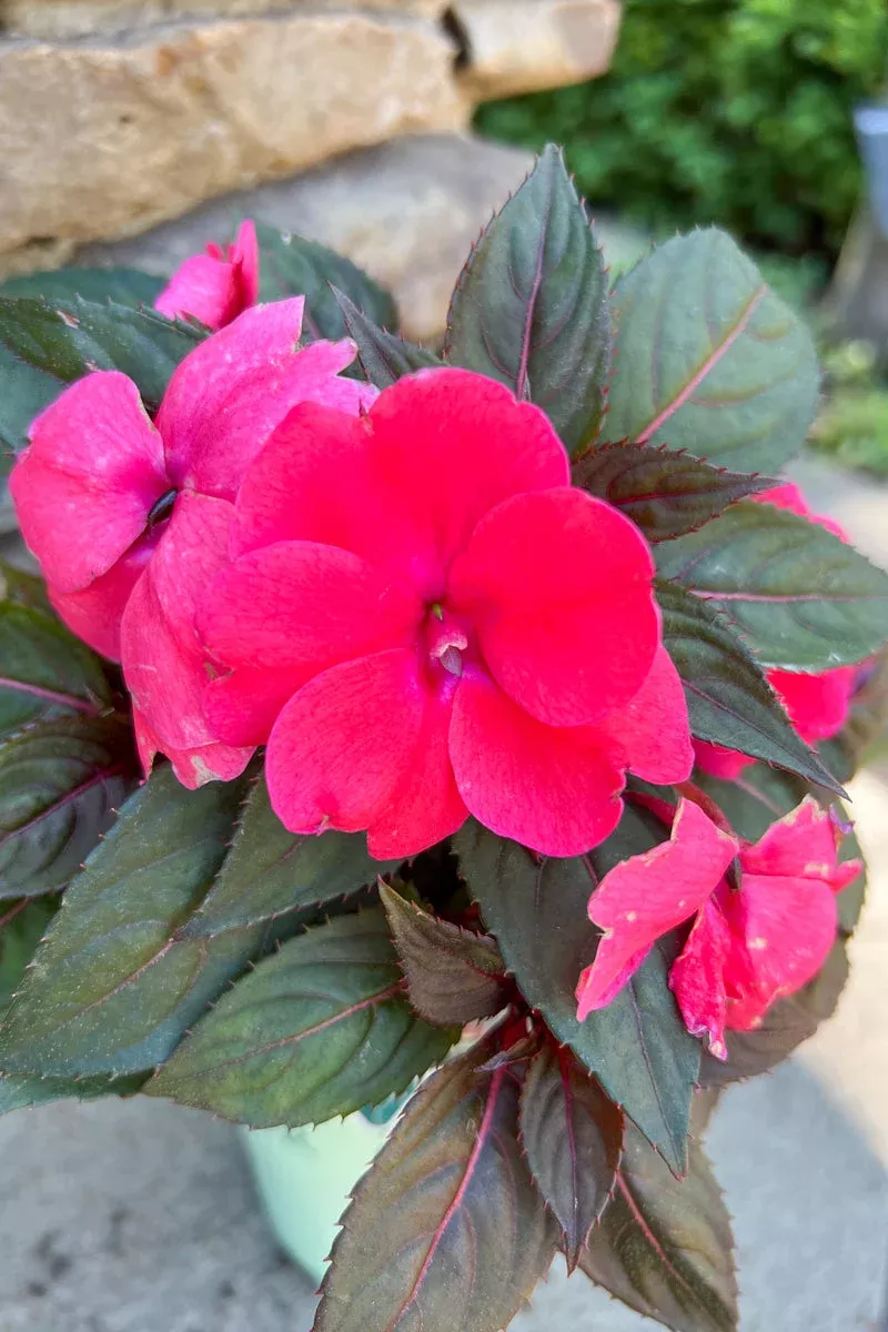 Impatiens Sunpatiens Deep Rose
