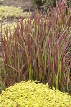 Imperata c. 'Red Baron' (30)ct Flat