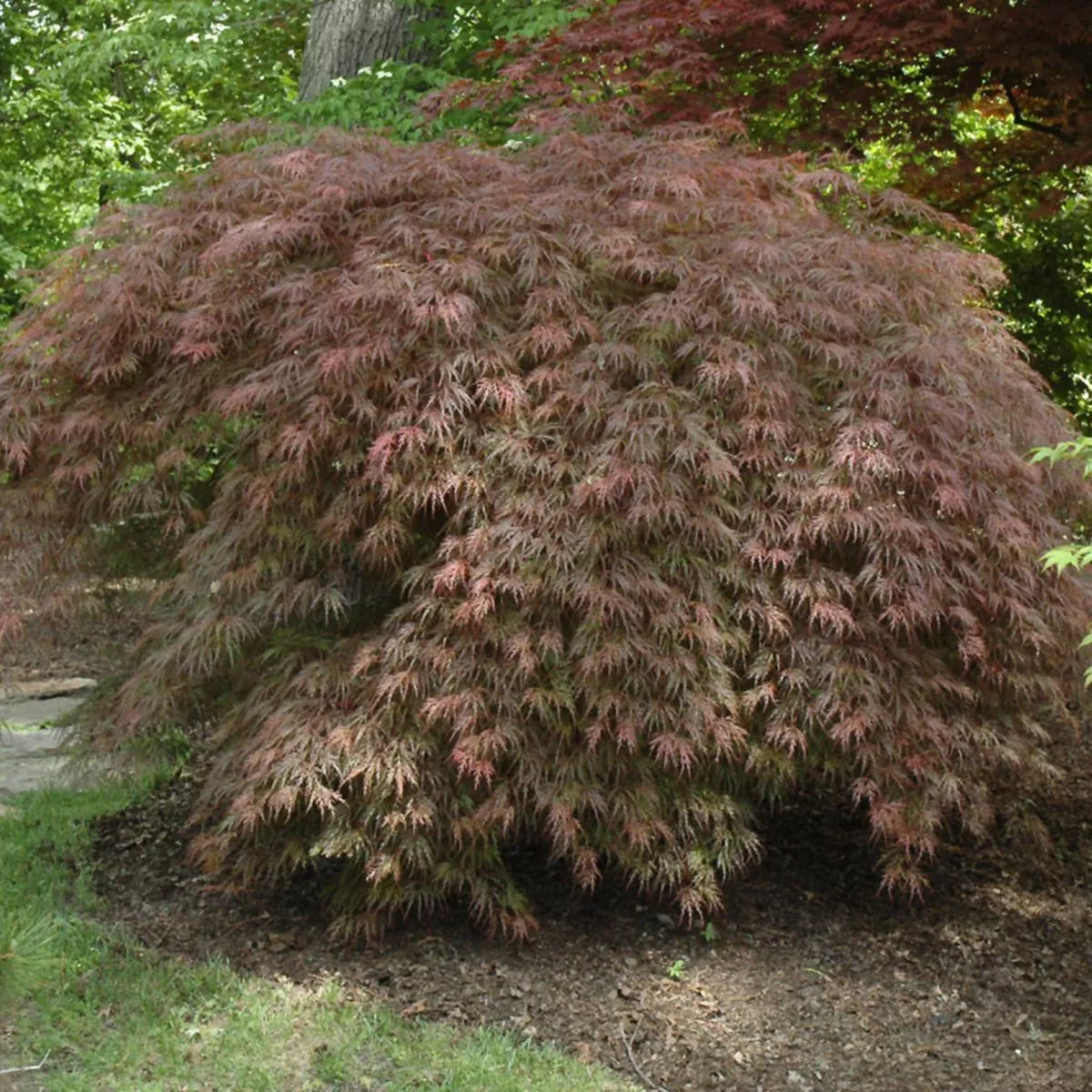 Inaba-Shidare Cutleaf Japanese Maple #10 100Cm Cg