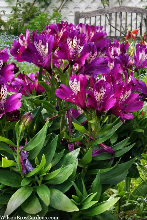 Inca Batavia Peruvian Lily (Alstroemeria) - 1 Gallon Pot