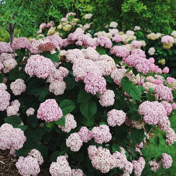 Incrediball Blush Hydrangea