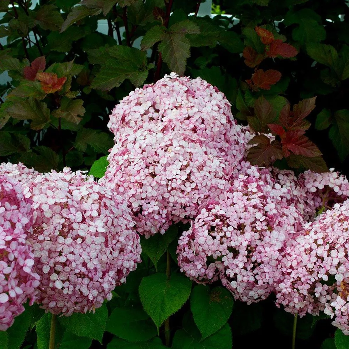 Incrediball Blush Smooth Hydrangea PW # 3 PW Cont