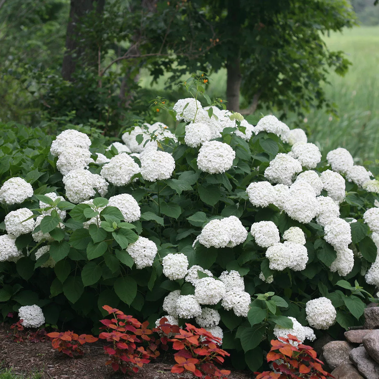 Incrediball Hydrangea Shrub – 1 Gallon / Single