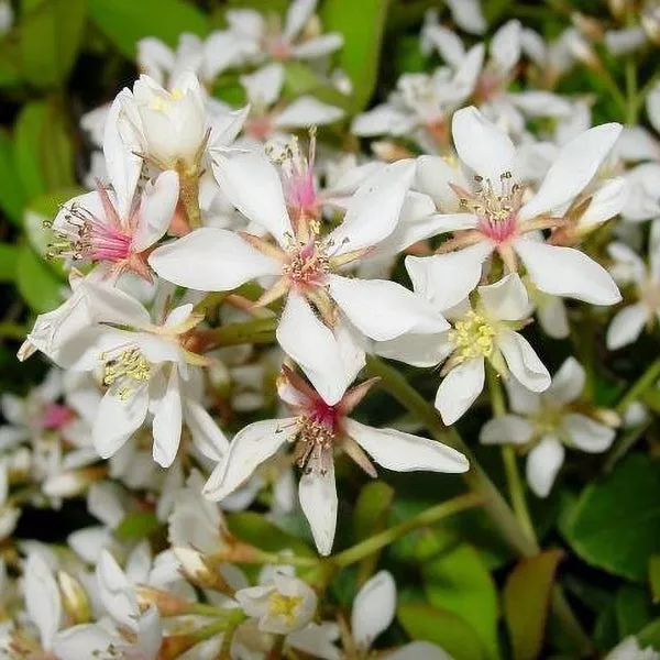 Indian Hawthorn – 5 Gallon
