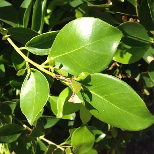 Indian Laurel Columns – Ficus nitida – 5 Gallon ( 2 – 3 ft. )