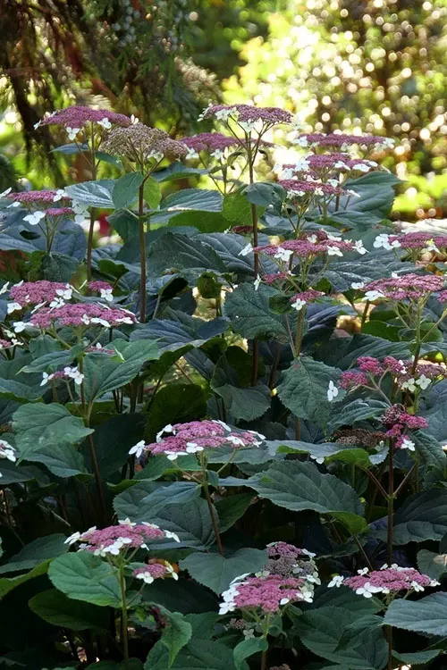 Invincibelle Lace Smooth Hydrangea - 3 Pack of Quart Pots