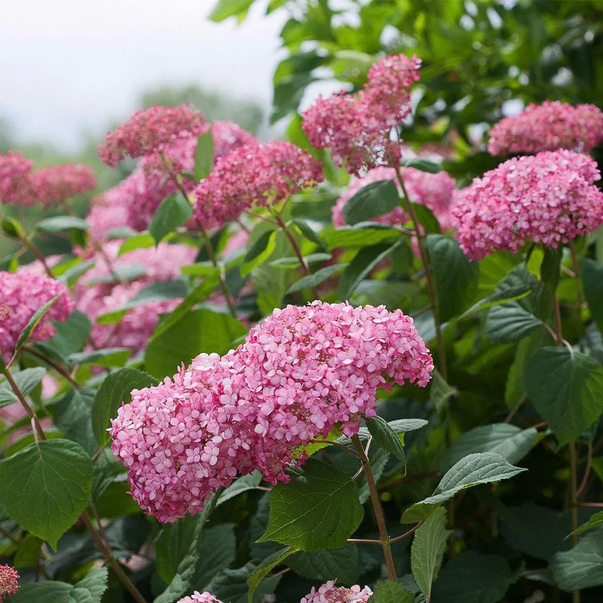 Invincibelle Spirit II Smooth Hydrangea PW