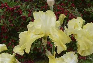 Iris 'Again and Again' (25) BR Plants