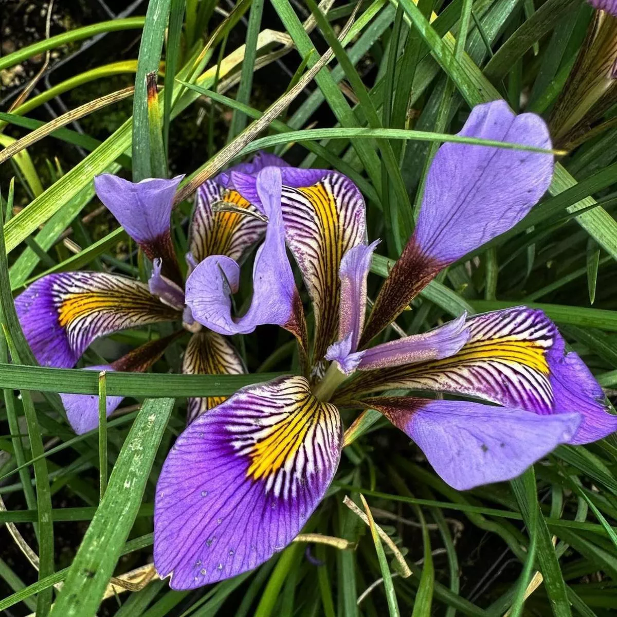 Iris cretensis’Kotsifou Gorge ’