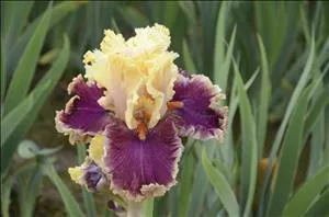 Iris 'Decadence' (25) BR Plants