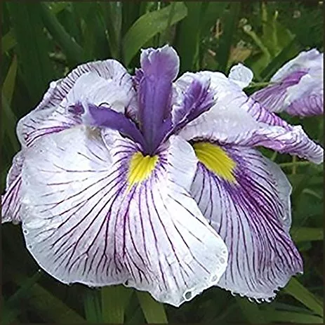 Iris ensata ‘Geisha Girl’