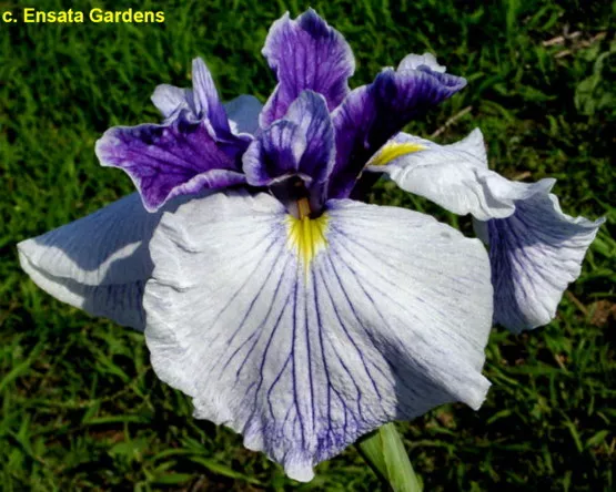 Iris ensata ‘Imperial Magic’