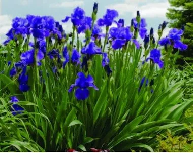 Iris 'Feed Back' (25) BR Plants