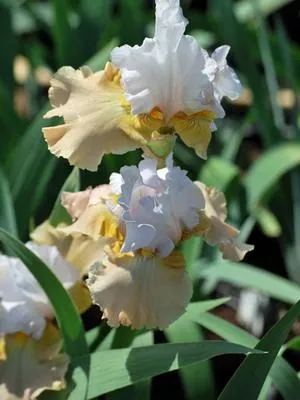 Iris germanica 'Champagne Elegance' (Tall Bearded Iris)