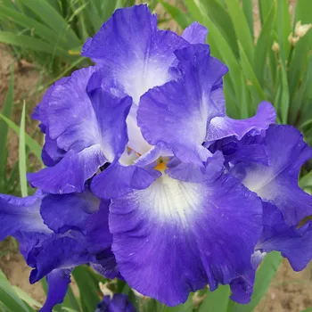 Iris germanica ‘Speeding Again’