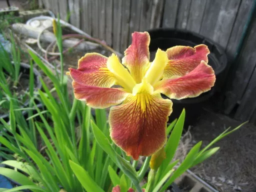 Iris louisiana ‘Cajun Sunrise’