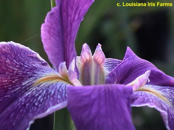Iris louisiana ‘Ces’t Si Bon’