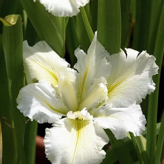 Iris louisiana ‘White Umbrella’