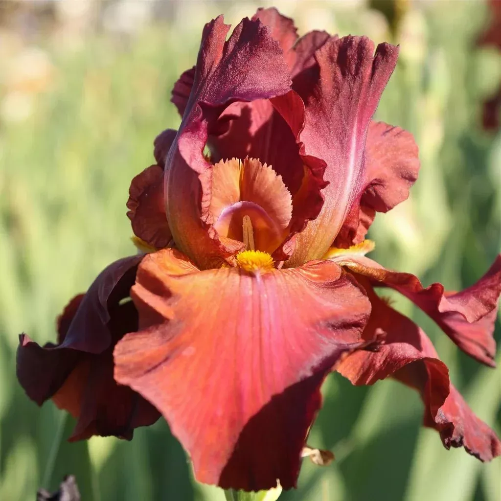 Iris My Friend Jonathan