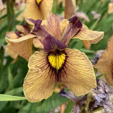 Iris p. 'Yarai' (25) BR Plants