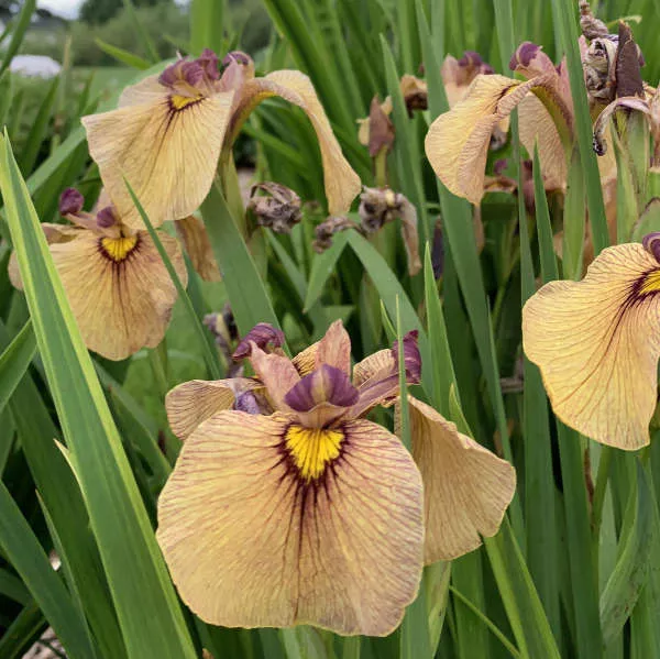 Iris pseudata ‘Yarai’