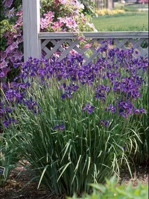 Iris s. 'Caesar's Brother' bare root