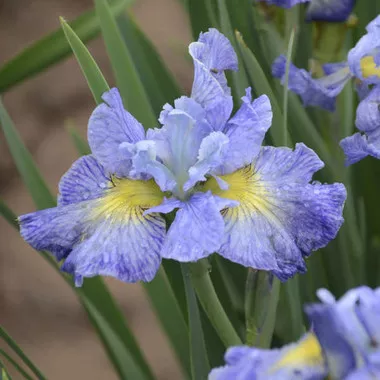 Iris s. 'Cape Cod Boys' (25) BR Plants