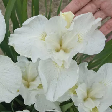 Iris s. 'Swans in Flight' (25) BR Plants