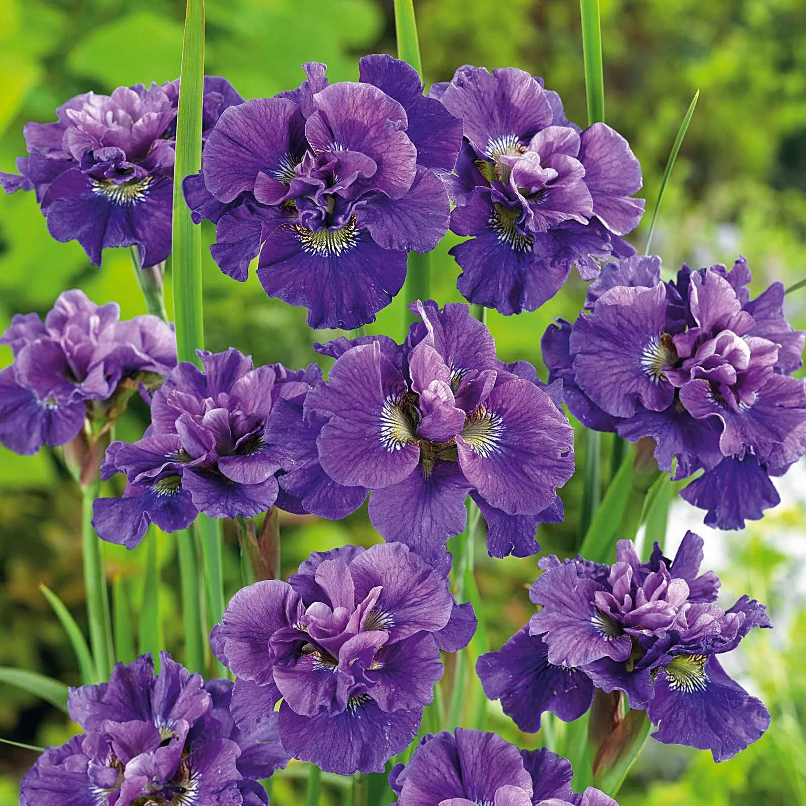 Iris(Siberian)"Concord Crush"