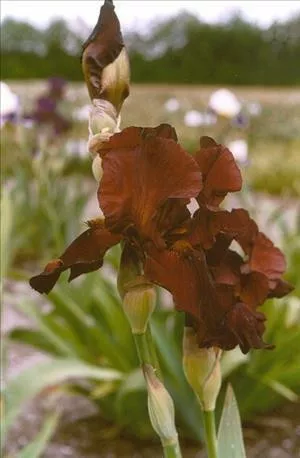 Iris 'Sultan's Palace' (25) BR Plants