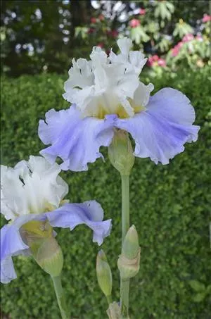 Iris 'Tall Cool One' (25)ct Flat