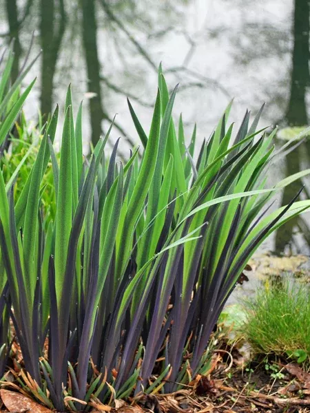 Iris versicolor 'Purple Flame' (Blue Flag)