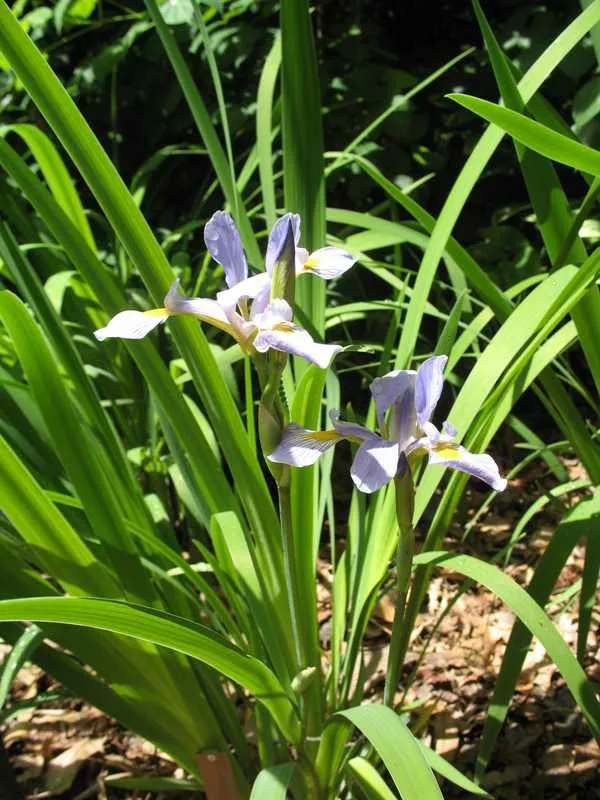 Iris, Versicolor