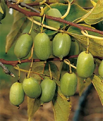 Isaai Kiwi Plant