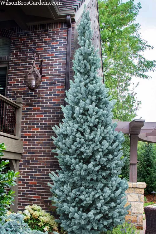 Iseli Columnar Colorado Blue Spruce - 1 Gallon Pot