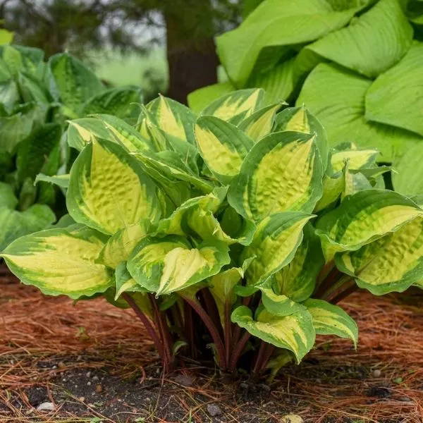 Island Breeze Hosta – #1 Container