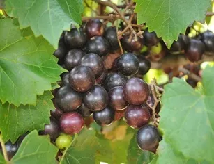 Ison Muscadine
